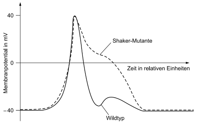 Diagramm eines Aktionspotenzials: Membranpotenzial über der Zeit bei Shaker-Mutante und Wildtyp.
